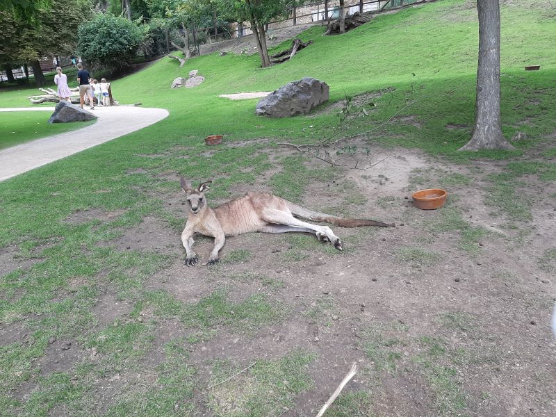 gal/2021/12 ZOO Praha/20210806_141702.jpg